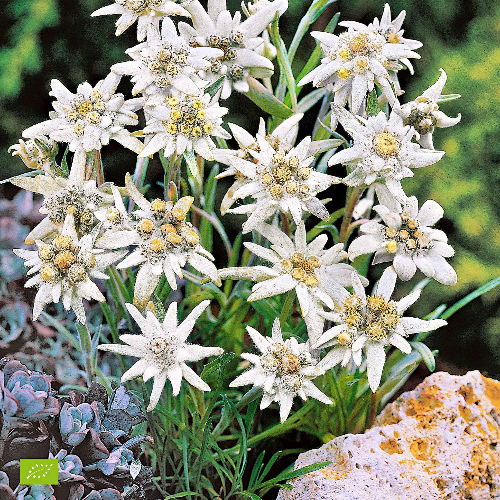 Edelweiss Leontopodium alpinum - Biologique blanc - Caractéristiques des plantes
