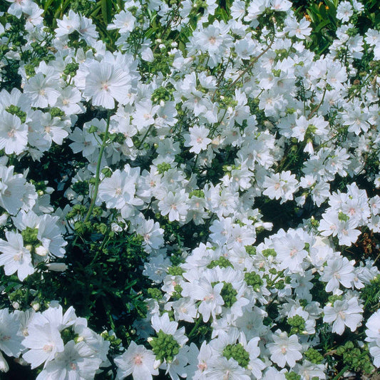 Mauve 'Alba' - Arbustes à papillons et plantes mellifères