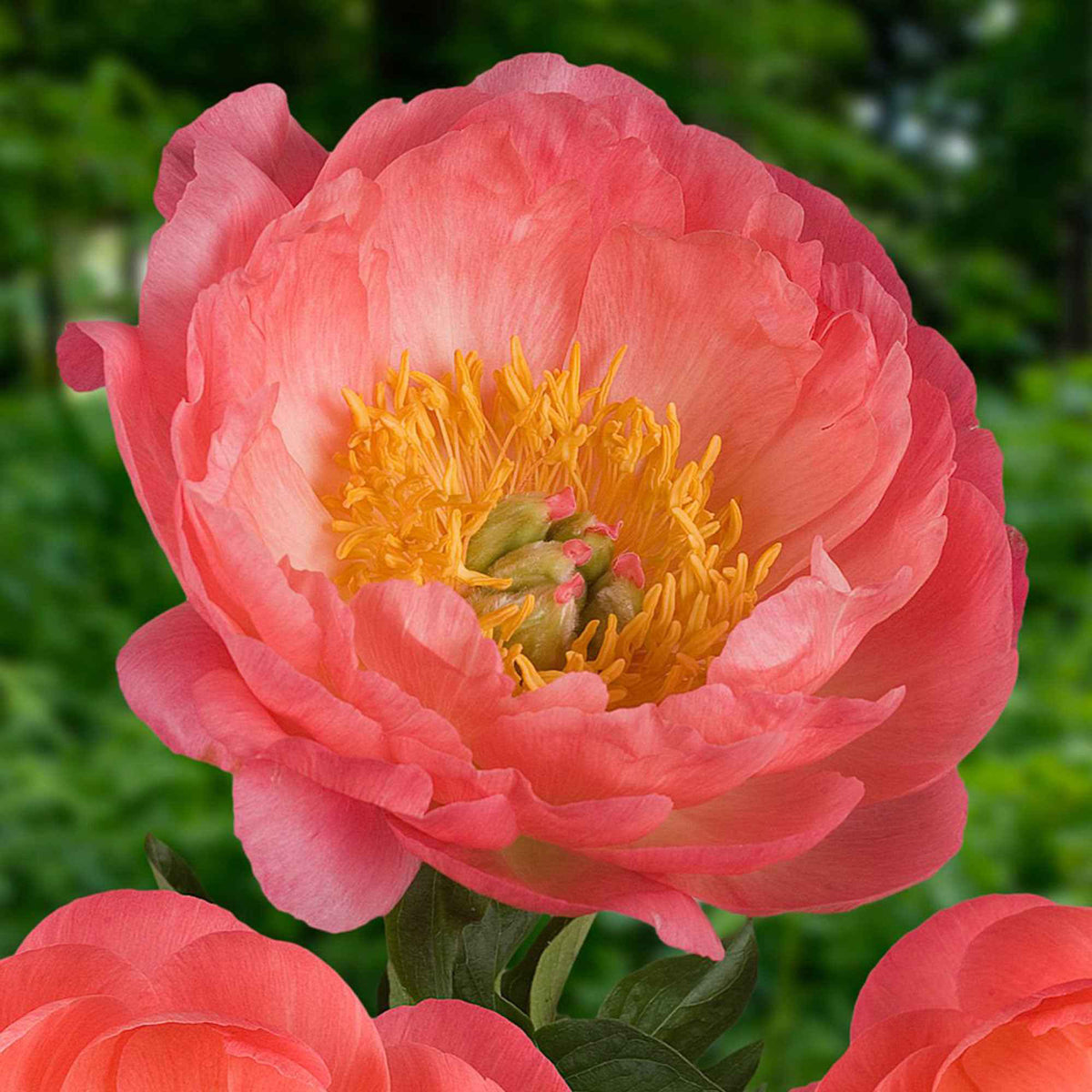 Pivoines - Pivoine 'Coral Sunset' - Paeonia lactiflora Coral Sunset