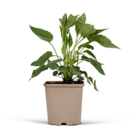 Rudbeckia Goldsturm - 1x hauteur de livraison 25-35 cm, pot de Diamètre 12,5 cm - Arbustes à papillons et plantes mellifères - undefined