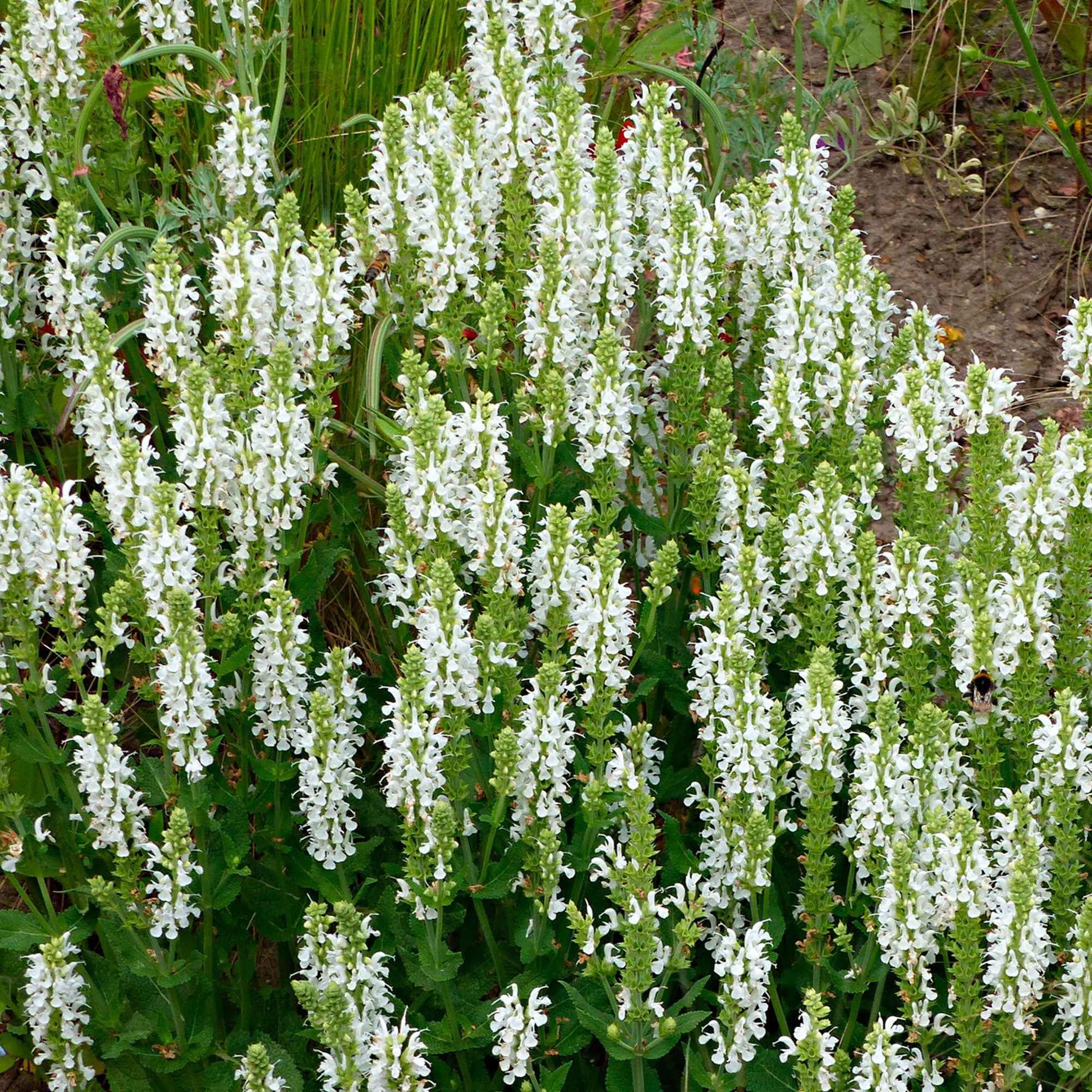 Sauge des bois Salvia 'Schneehügel' - Biologique blanc - Caractéristiques des plantes