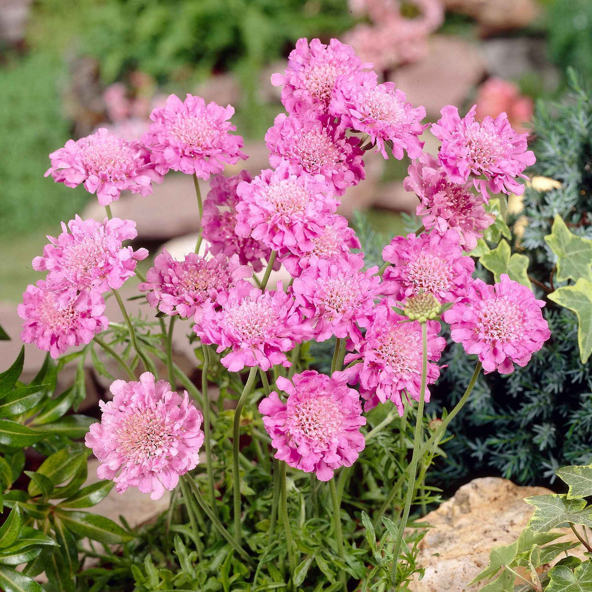 Scabieuse colombaire 'Pink Mist' - Scabiosa columbaria Pink Mist - Bakker