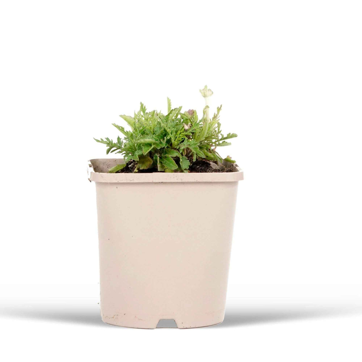 Vente Scabieuse colombaire 'Pink Mist' - Scabiosa columbaria Pink Mist