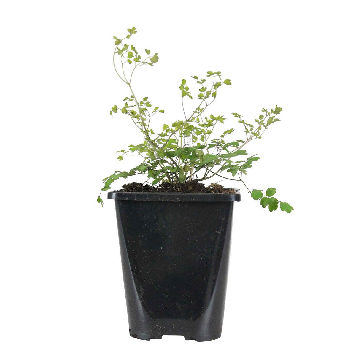 Plantes vivaces - Pigamon du père Delavay - Thalictrum delavayi