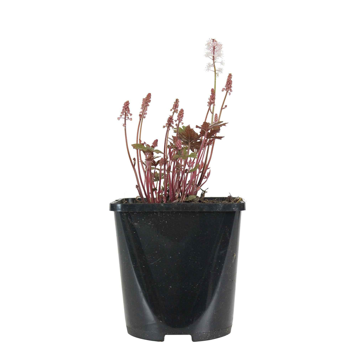 Tiarella Pink Skyrocket - Tiarelle 'Pink Skyrocket' - Plantes vivaces