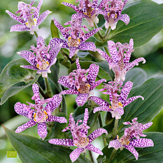Lys crapaud Tricyrtis hirta - Biologique violet-blanc - Caractéristiques des plantes