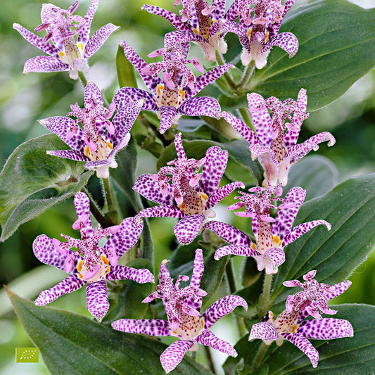 Lys crapaud Tricyrtis hirta - Biologique violet-blanc - Bakker