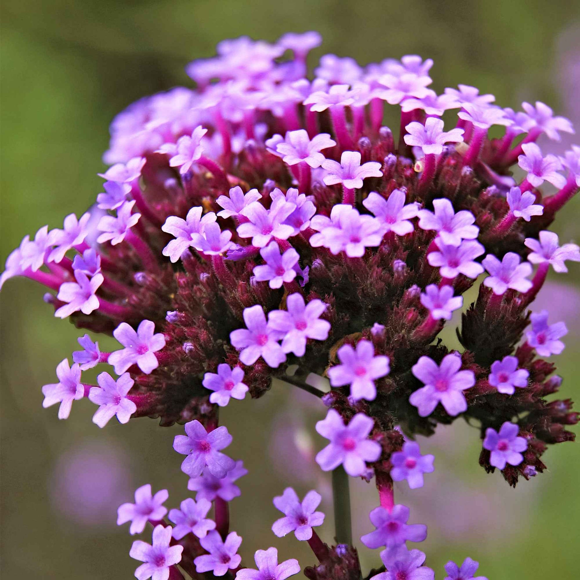 Verveine officinale Verbena 'Lollipop' - Biologique violet - Caractéristiques des plantes