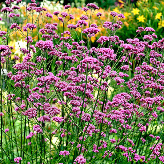 Verveine de Buenos-Aires - Bakker