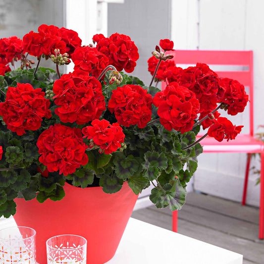 3 Géraniums à massifs rouges Toscana ® - Bakker