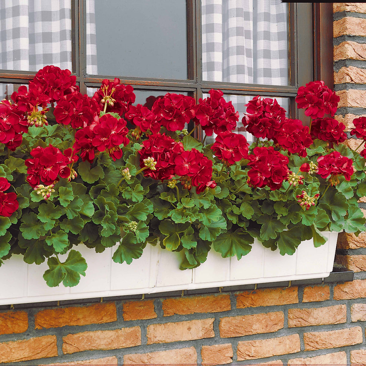 Géranium - Pélargonium - 3 Géraniums à massifs rouges Toscana ® - Pelargonium zonale toscana ®
