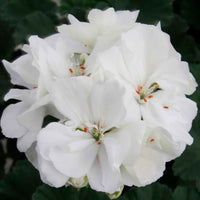 3x Géranium Pelargonium 'White' blanc - Fleurs d'été