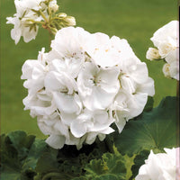 3 Géraniums à massifs blancs - Pelargonium zonale - Bakker