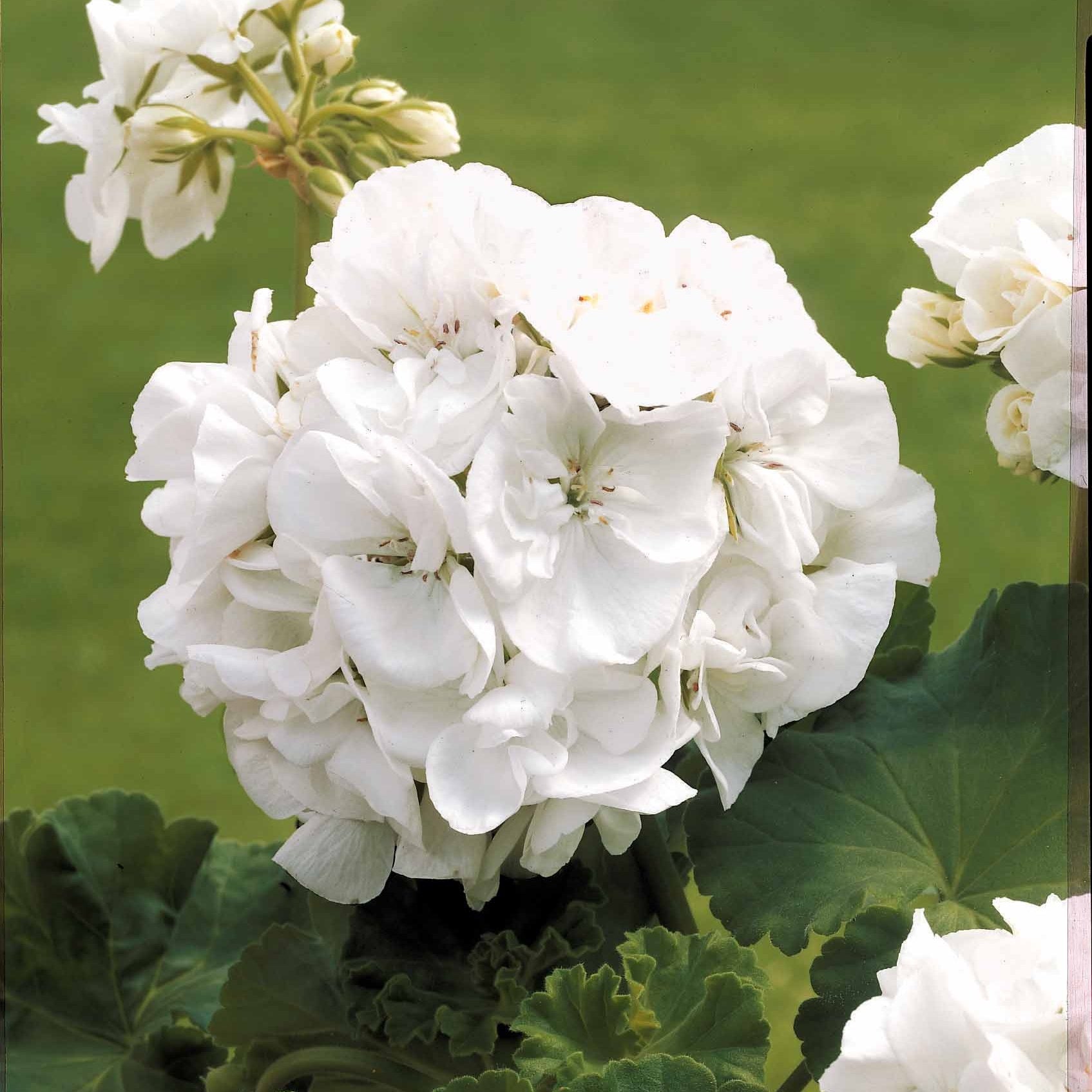 3 Géraniums à massifs blancs - Pelargonium zonale - Bakker