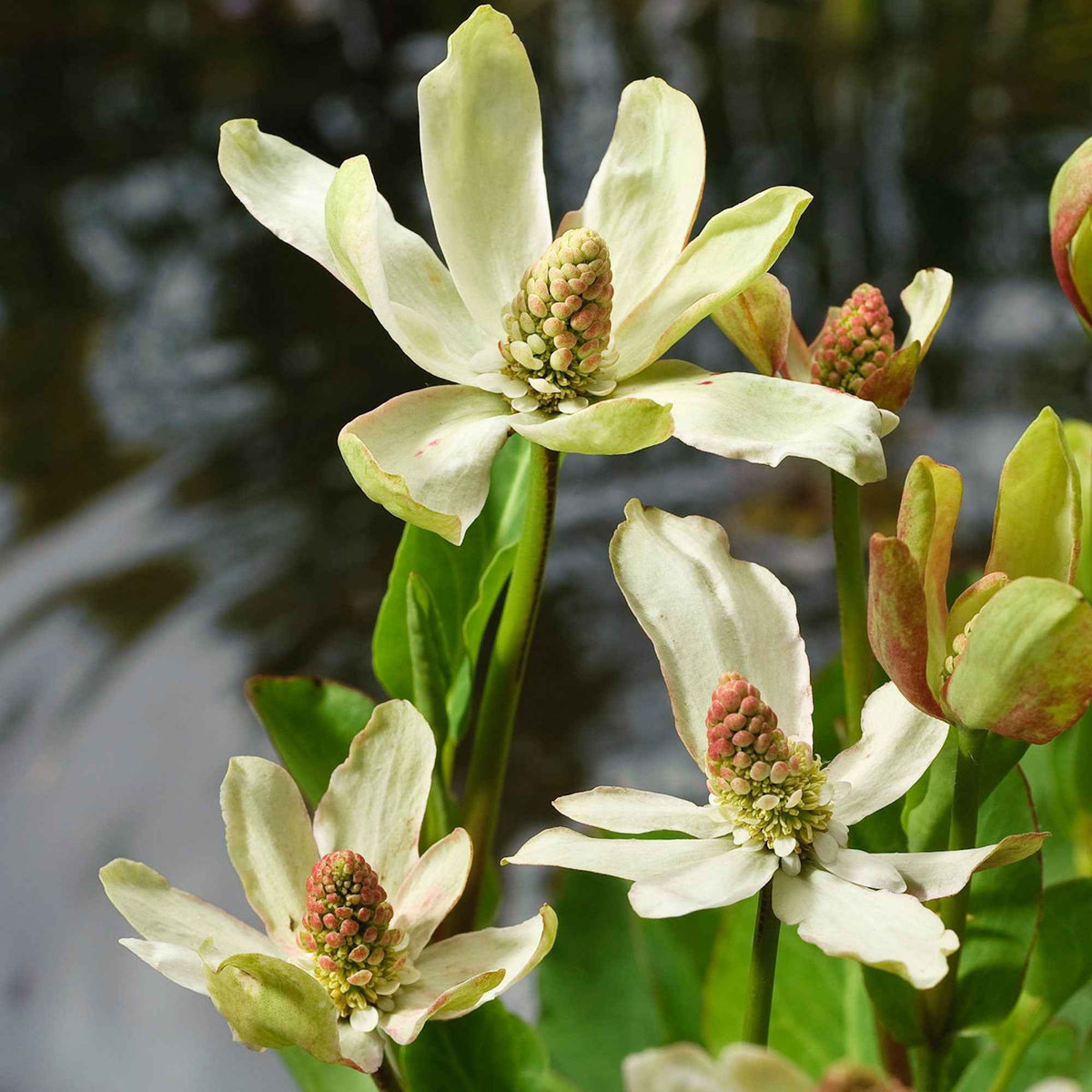 Anemopsis californica - Anémopsis de Californie - Toutes les plantes de bassin