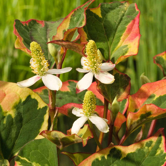 Houttuynia cordata 'Chameleon' - Bakker