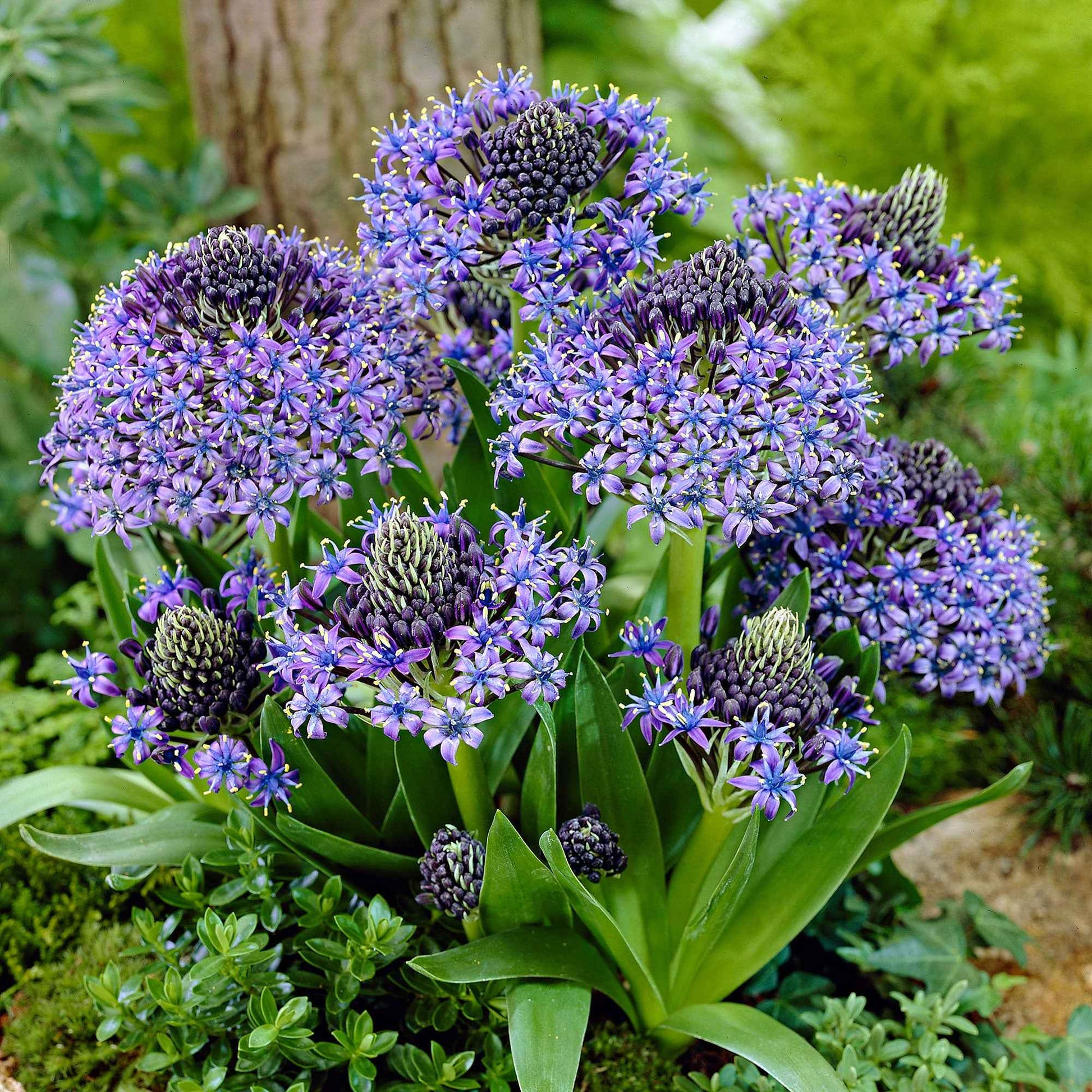 3x Jacinthe étoilée Scilla - Mélange 'Peruviana Mix' - Arbustes à papillons et plantes mellifères