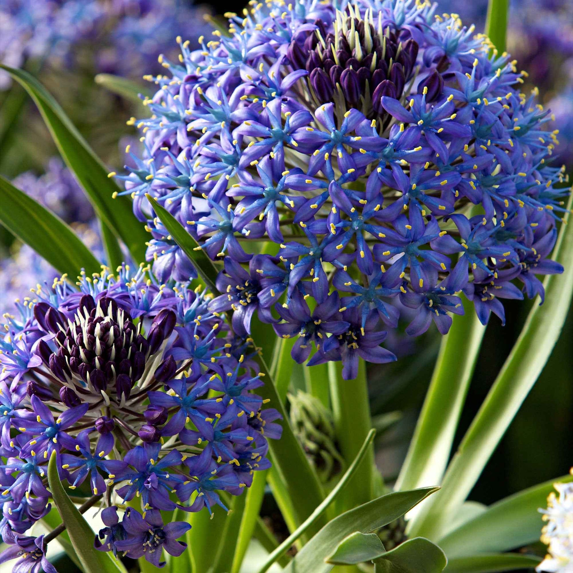 3x Jacinthe étoilée Scilla - Mélange 'Peruviana Mix' - Bulbes de fleurs par catégorie