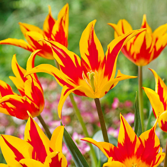 10 tulipes à fleur de lis Ailes de feu - Bakker
