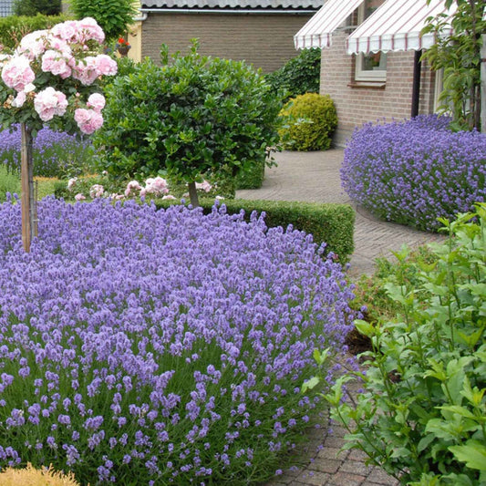 Lavande vraie 'Munstead' - Arbustes à papillons et plantes mellifères