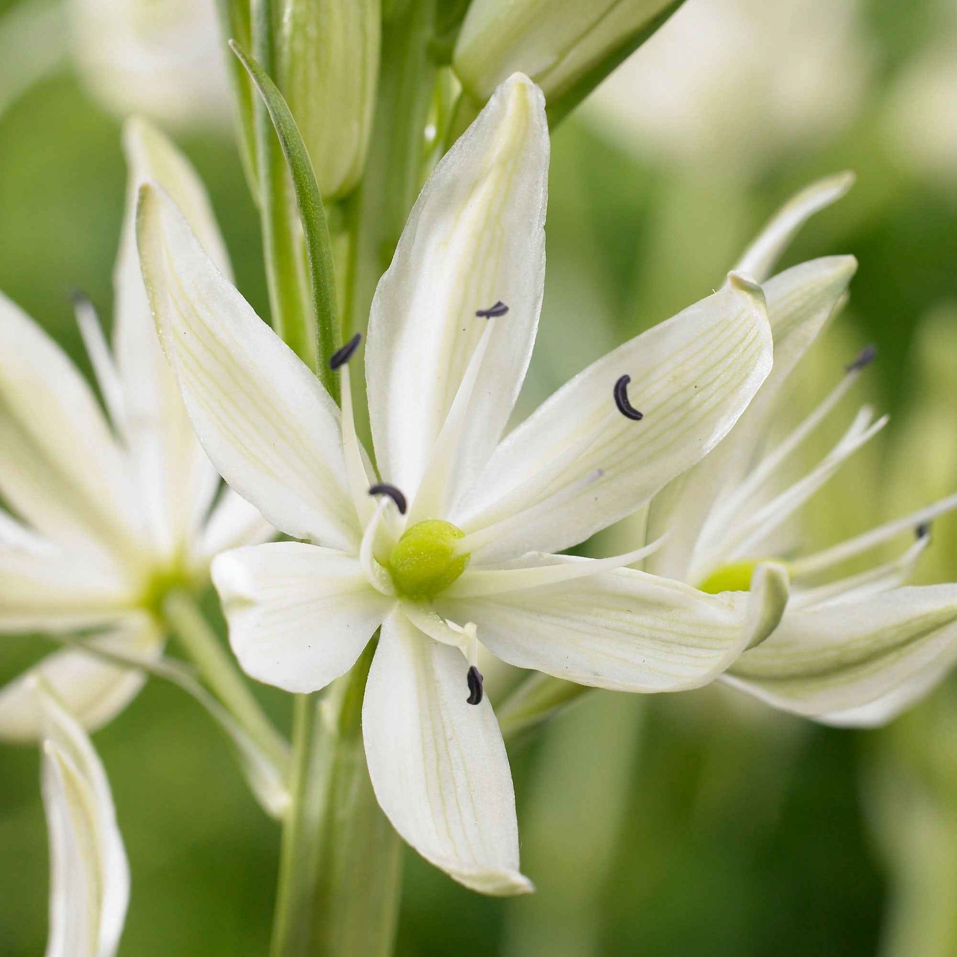 6x Lys des prés Camassia  blanc - Arbustes à papillons et plantes mellifères