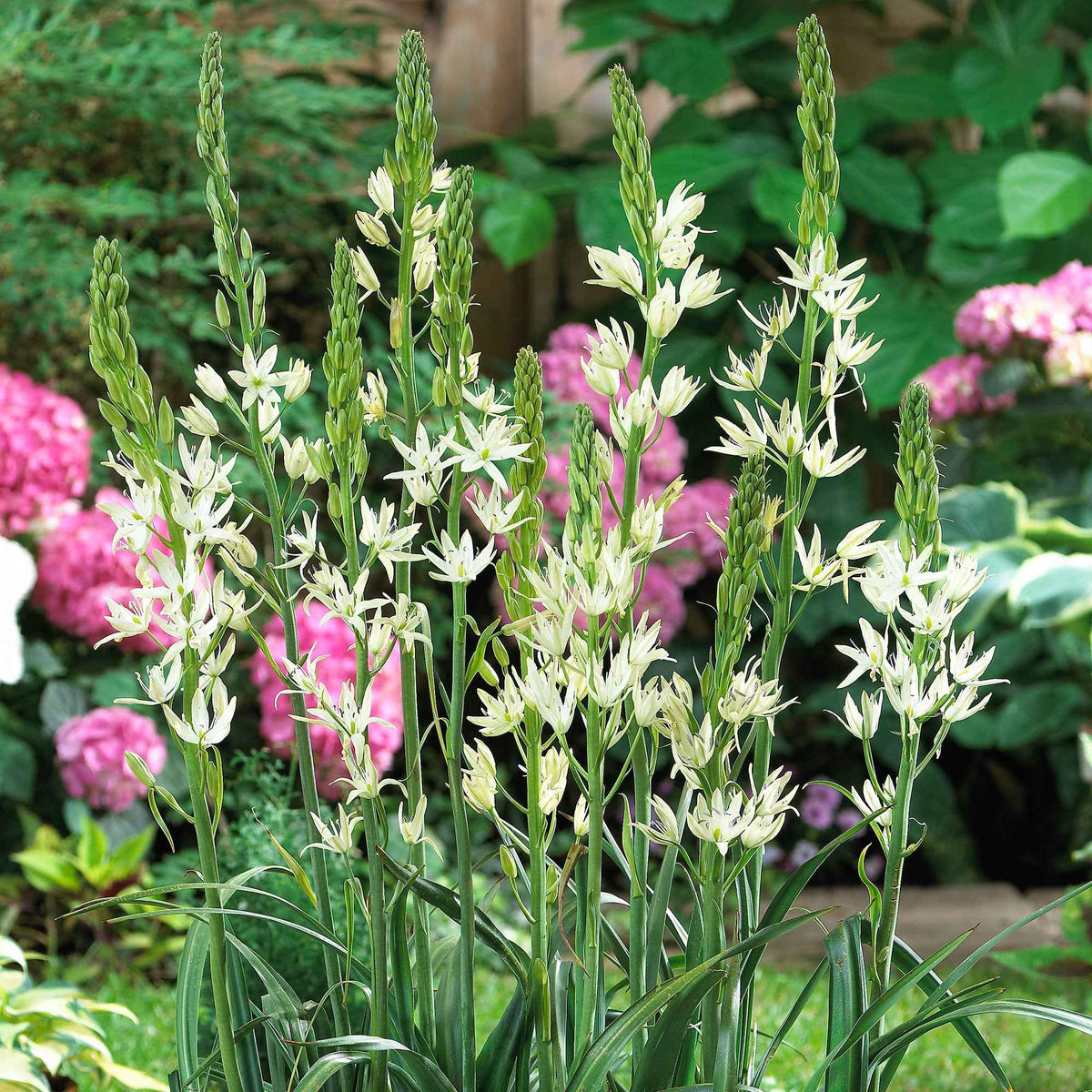 3 Camassies Alba - Camassia Alba - Bakker