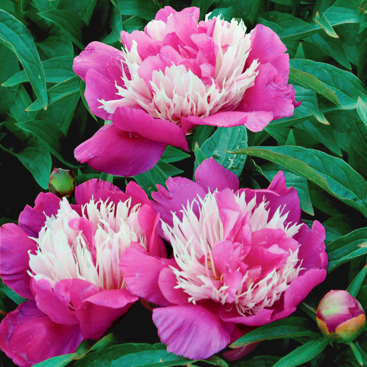 Vente Pivoine 'Fantastic'