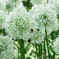 15x  Allium 'Mount Everest' Blanc - Ails d'ornement - Allium