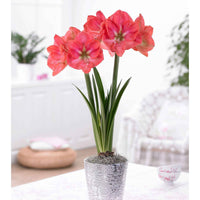 Collection d'Amaryllis géantes