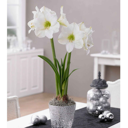 Amaryllis Hippeastrum blanc - Amaryllis