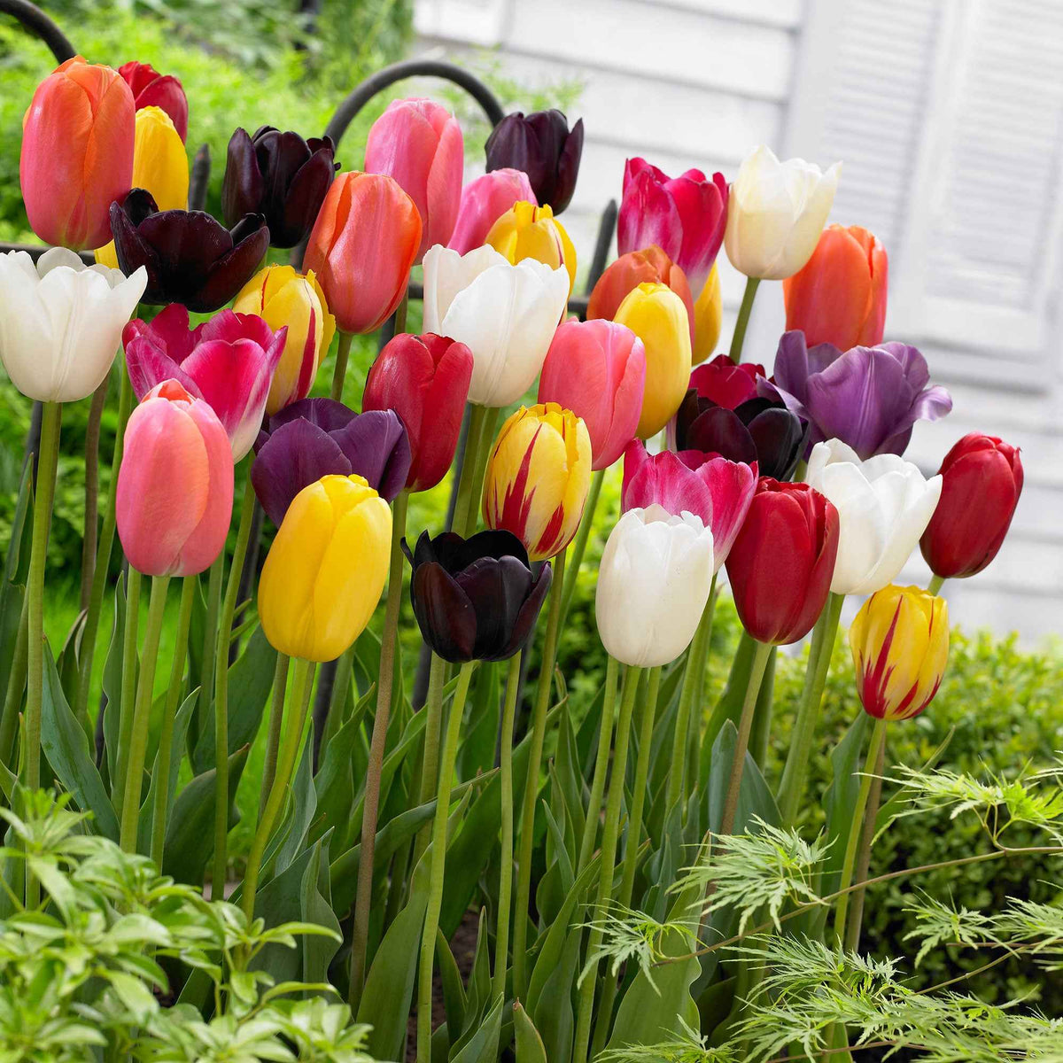 30 Tulipes 60 days of Tulips en mélange - Tulipa - Bakker