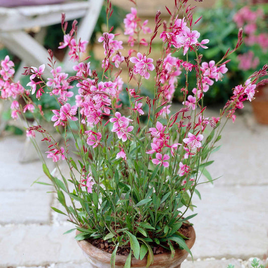 Gaura 'Siskiyou Pink' - Bakker