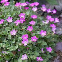 Erodium variabile 'Bishop's Form' - Caractéristiques des plantes