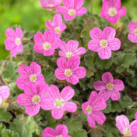 Erodium variabile 'Bishop's Form' - Plantes de jardin à feuillage persistant