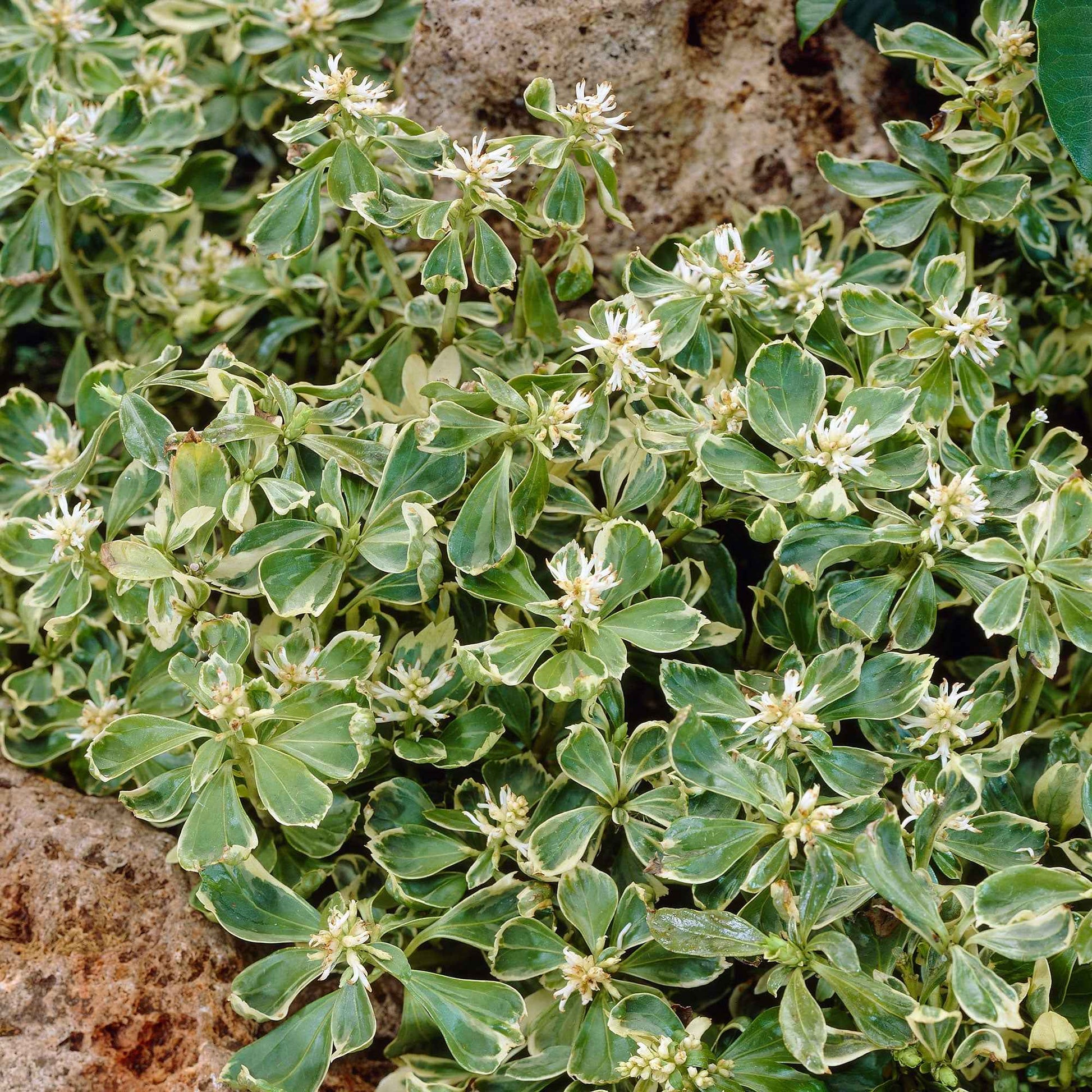Pachysandre 'Green Carpet' - Caractéristiques des plantes