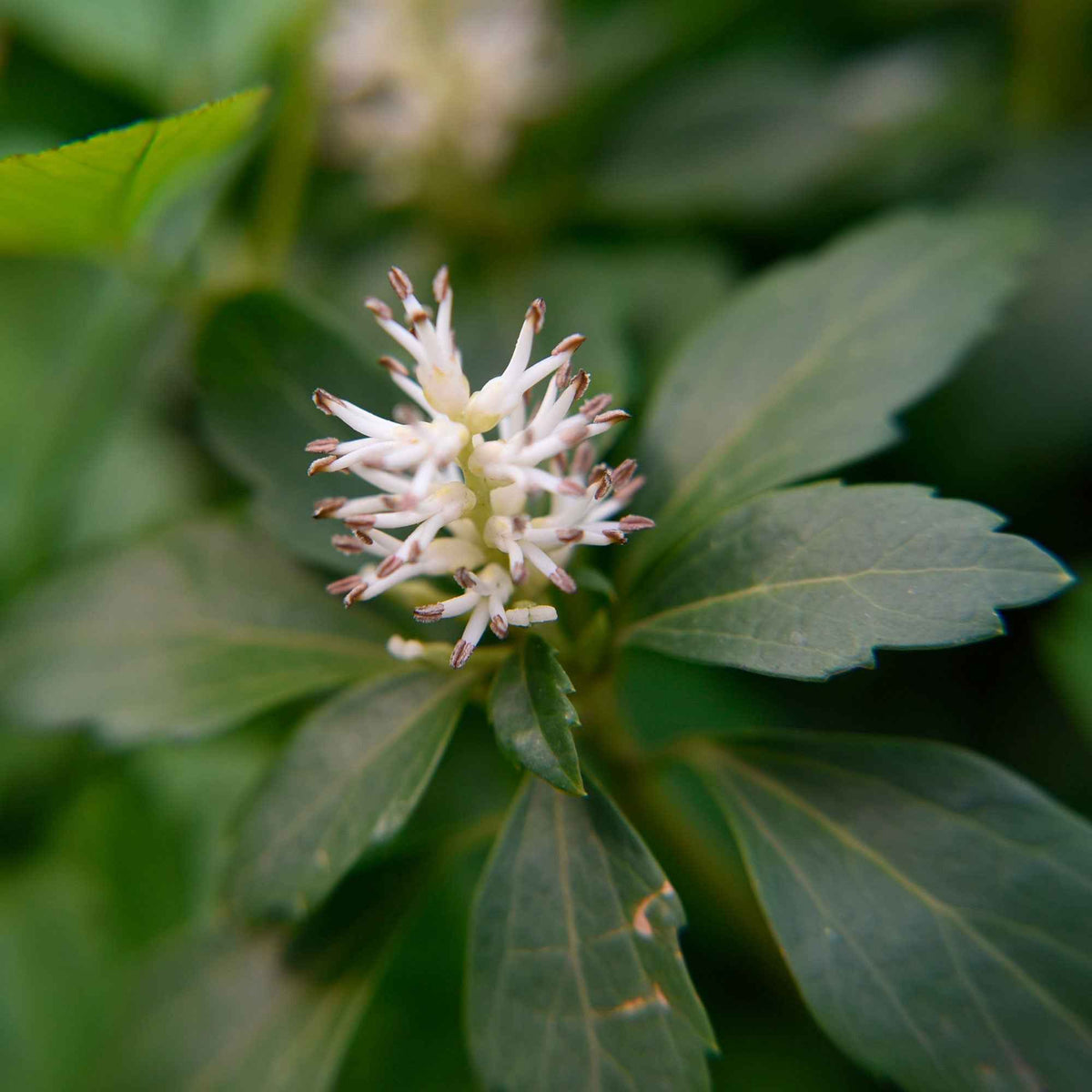 Pachysandre Green Carpet - Pachysandra terminalis Green Carpet - Bakker