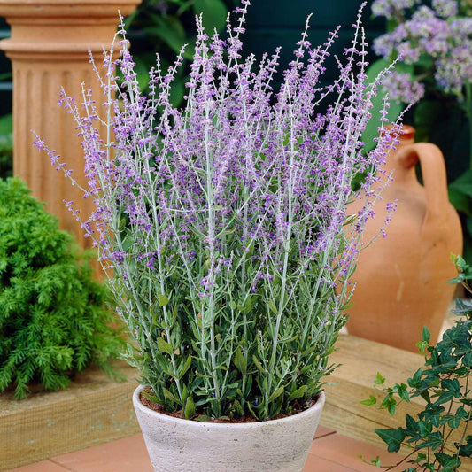 Sauge d'Afghanistan 'Blue Spire' - Bakker