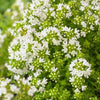 3 Thym précoce à fleurs blanches - Bakker