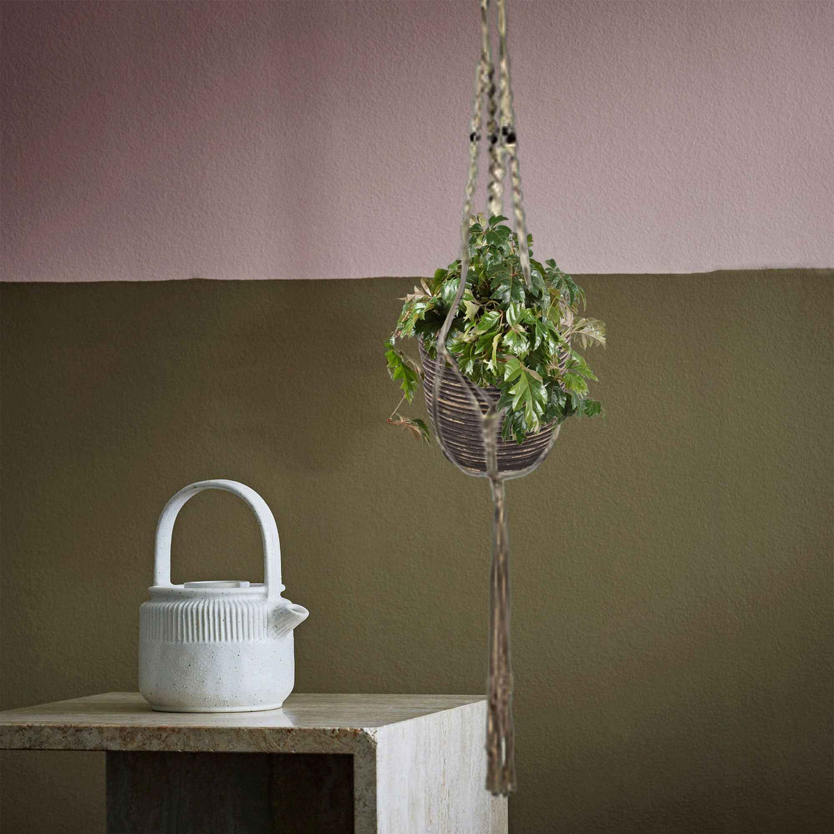 Woningerd Cissus 'Ellen Danica' avec pot suspendu en plastique  - Plante suspendue - Bakker