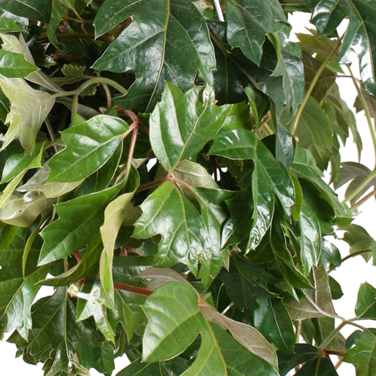 Cissus ellen danica - Woningerd Cissus 'Ellen Danica' avec pot suspendu en plastique  - Plante suspendue - Plantes vertes d'intérieur