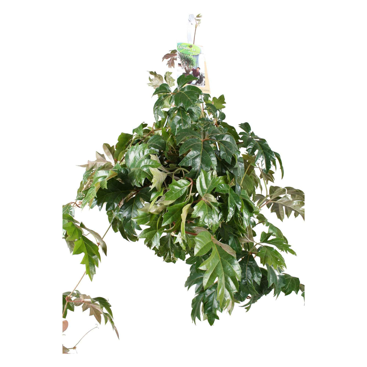 Plantes vertes d'intérieur - Woningerd Cissus 'Ellen Danica' avec pot suspendu en plastique  - Plante suspendue - Cissus ellen danica