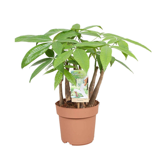 Arbre à argent Pachira aquatica - Bakker