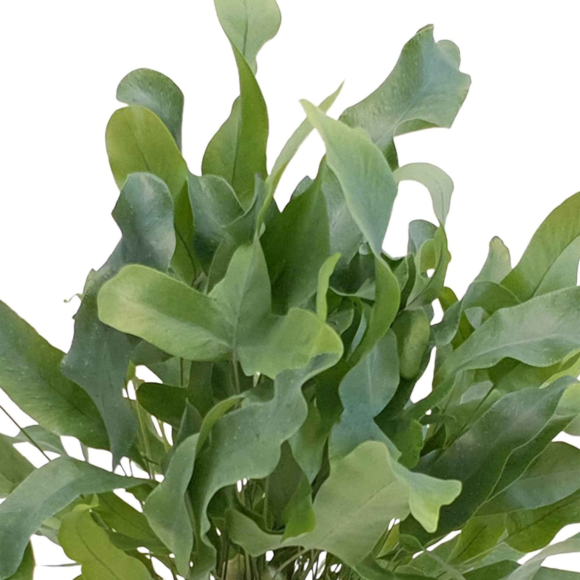 Fougère Phlebodium aureum Phlebodium 'Davana' - Plantes d'intérieur