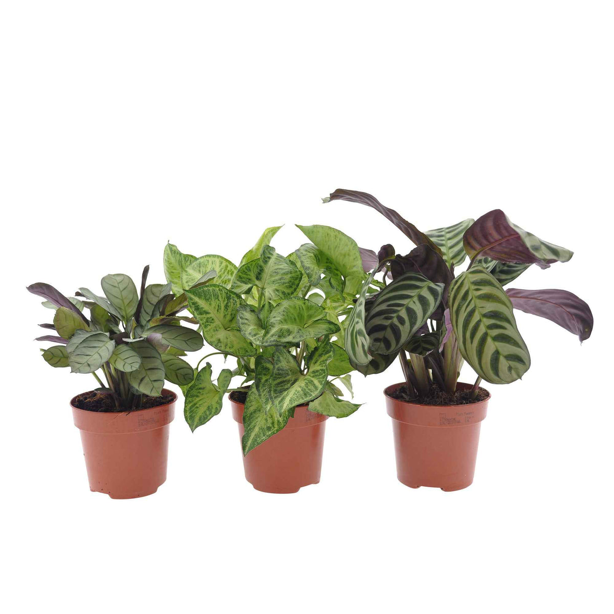 Collection de 3 plantes d'intérieur à feuillage marbré - Ctenanthe burle marxii, ctenanthe amagris, syngonium pixie® - Bakker
