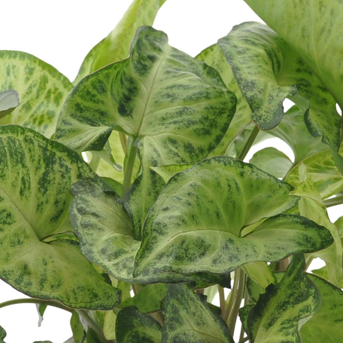 Plantes d'intérieur feuilles vertes et blanches - Collection de 3 plantes d'intérieur à feuillage marbré - Ctenanthe burle marxii, ctenanthe amagris, syngonium pixie®
