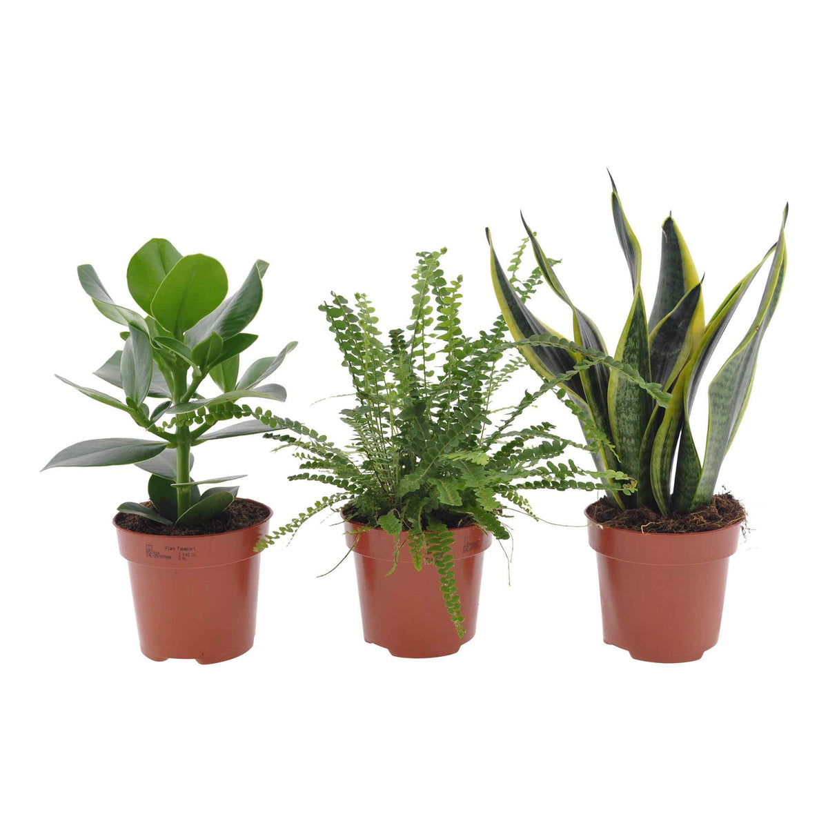 Collection de 3 plantes vertes pour petit espace - Clusia rosea princess,  nephrolepis duffi, sansevieria - Bakker