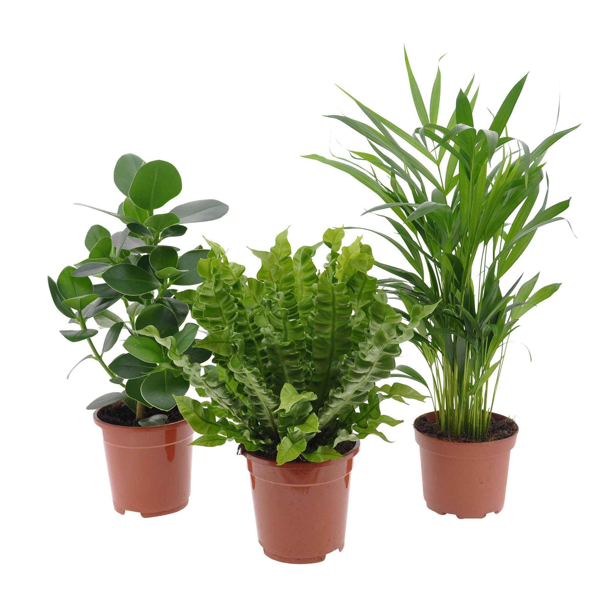 Collection de 3 plantes purificatrices d'air - Clusia, Asplenium 'Crispy Wave', Dypsis - Bakker