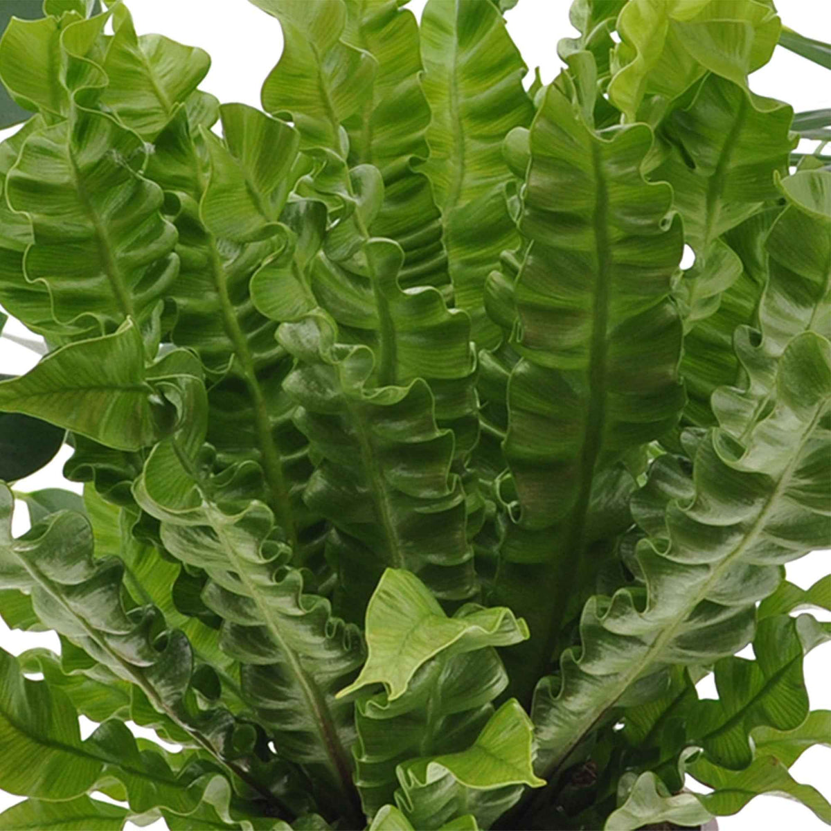 Plantes d'intérieur - Collection de 3 plantes purificatrices d'air - Clusia, Asplenium 'Crispy Wave', Dypsis