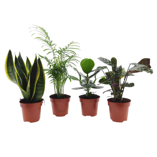 Collection de 4 plantes d'intérieur faciles - Bakker