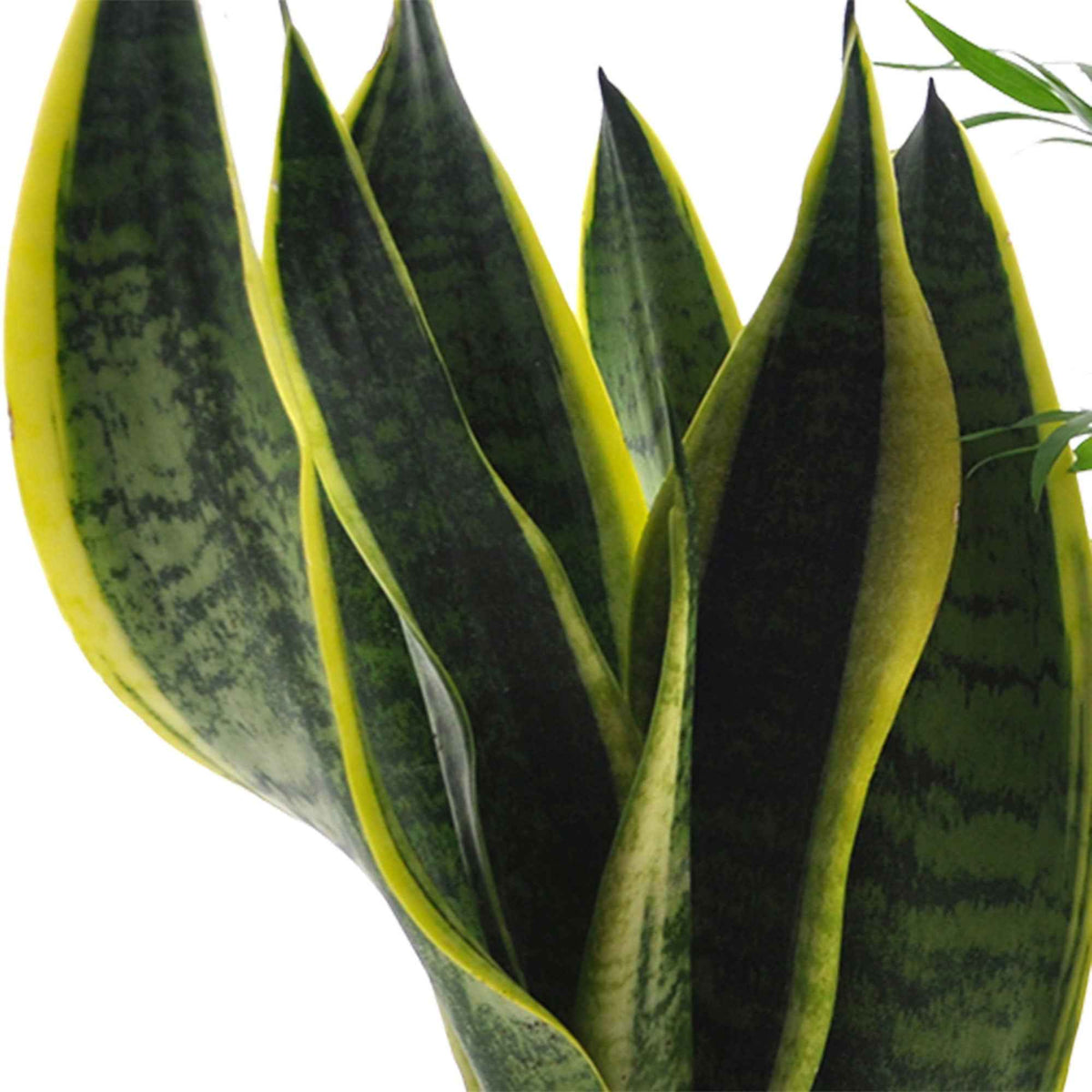  clusia, chamaedorea, ctenanthe burle marxii, sansevieria - Collection de 4 plantes d'intérieur faciles - Ensembles de plantes d'intérieur